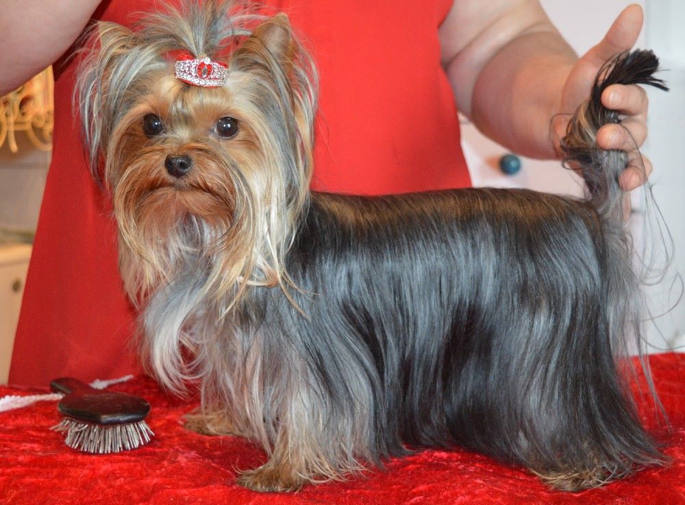 Nikita (Sans Affixe) - 2ème excellent