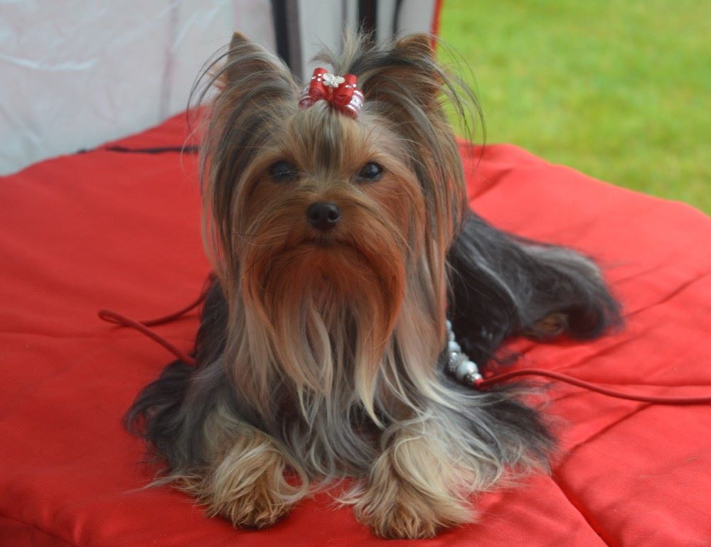 Nikita (Sans Affixe) - 1er Excellent - Meilleur Jeune de race