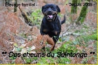 Des Cheuns Du Saintonge