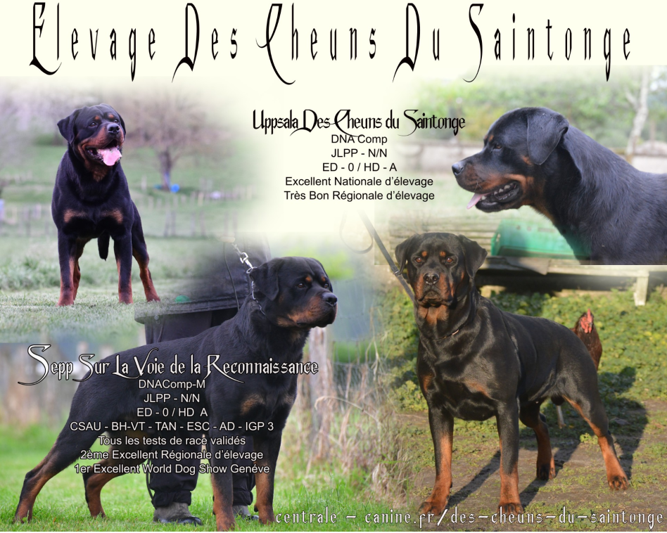 Rottweiler - Des Cheuns Du Saintonge