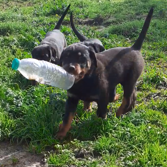 Les chiots de Rottweiler