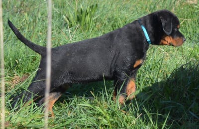 Les chiots de Rottweiler