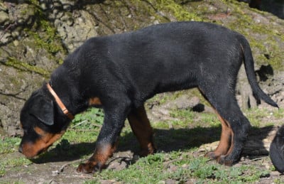 Les chiots de Rottweiler