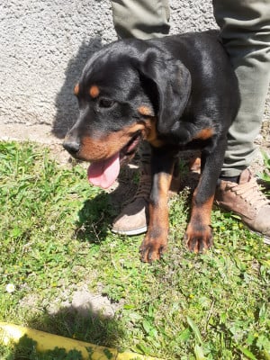 Les chiots de Rottweiler