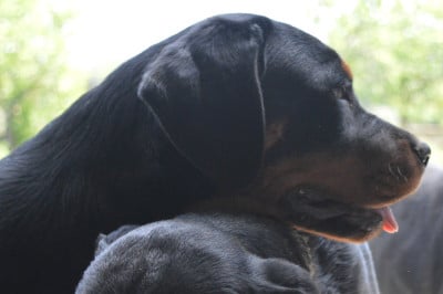 Les chiots de Rottweiler