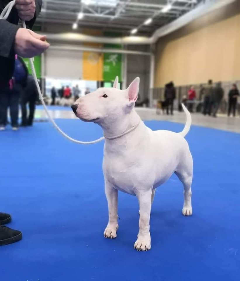 Publication : du Royal Belvédère Auteur : Estelle Herbin