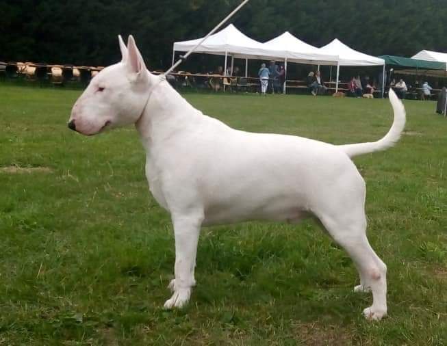 Publication : du Royal Belvédère Auteur : Estelle Herbin