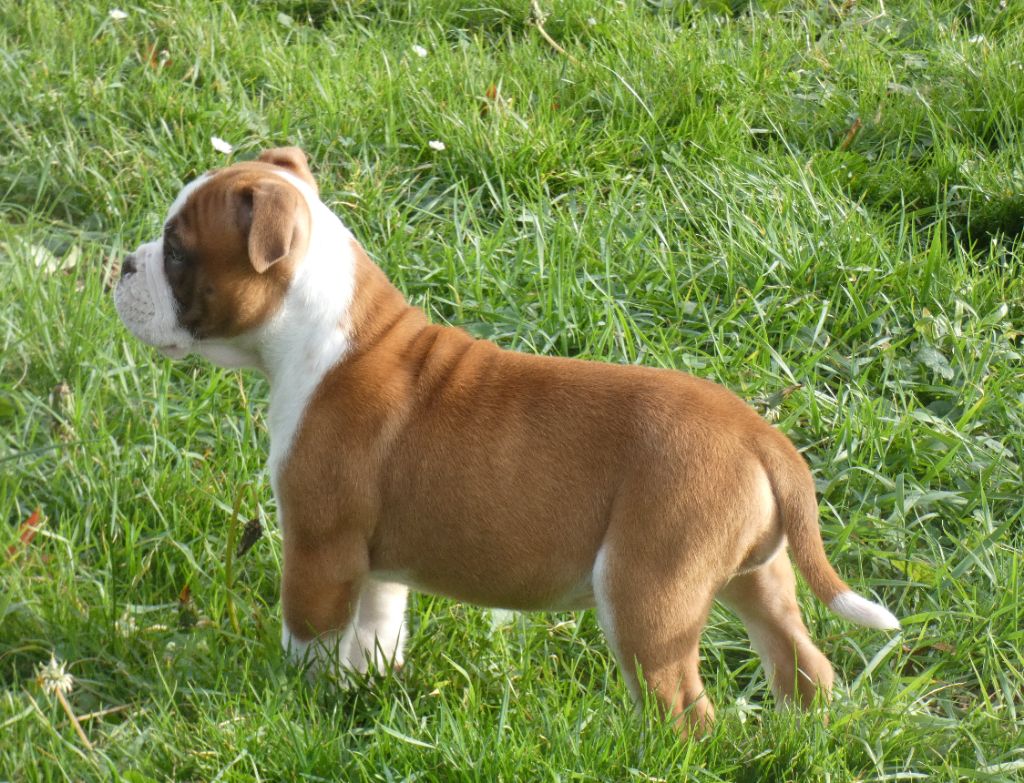 the Breeding Winner Upsilon