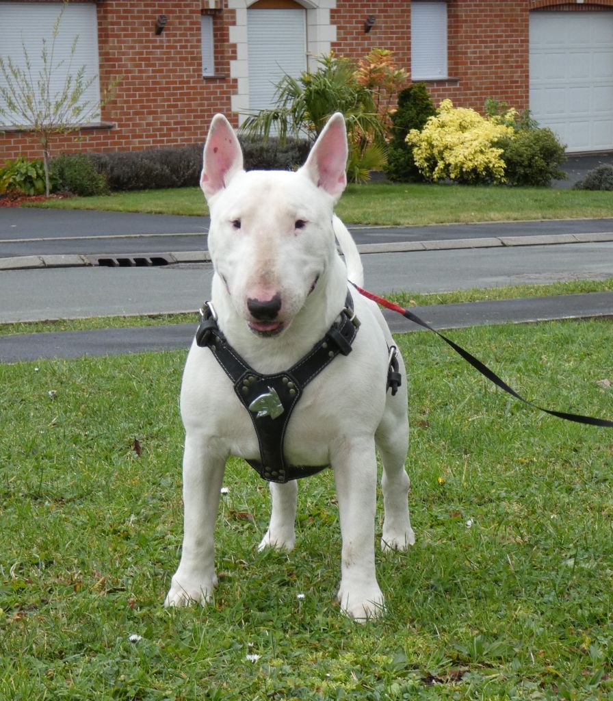 Publication : du Royal Belvédère Auteur : Estelle Herbin