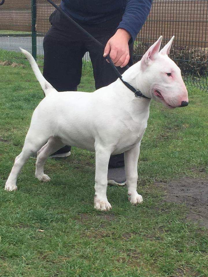 Publication : du Royal Belvédère Auteur : Estelle Herbin