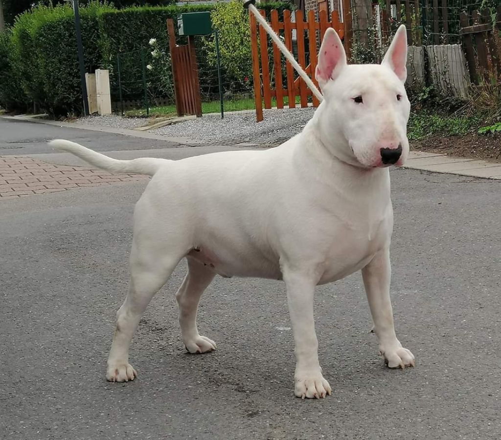 Publication : du Royal Belvédère Auteur : Estelle Herbin