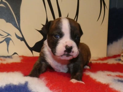 Les chiots de Bulldog continental