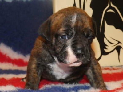 Les chiots de Bulldog continental