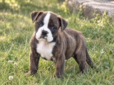 Les chiots de Bulldog continental