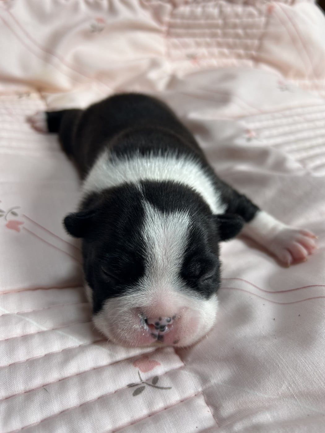 A DEFINIR - Boston Terrier