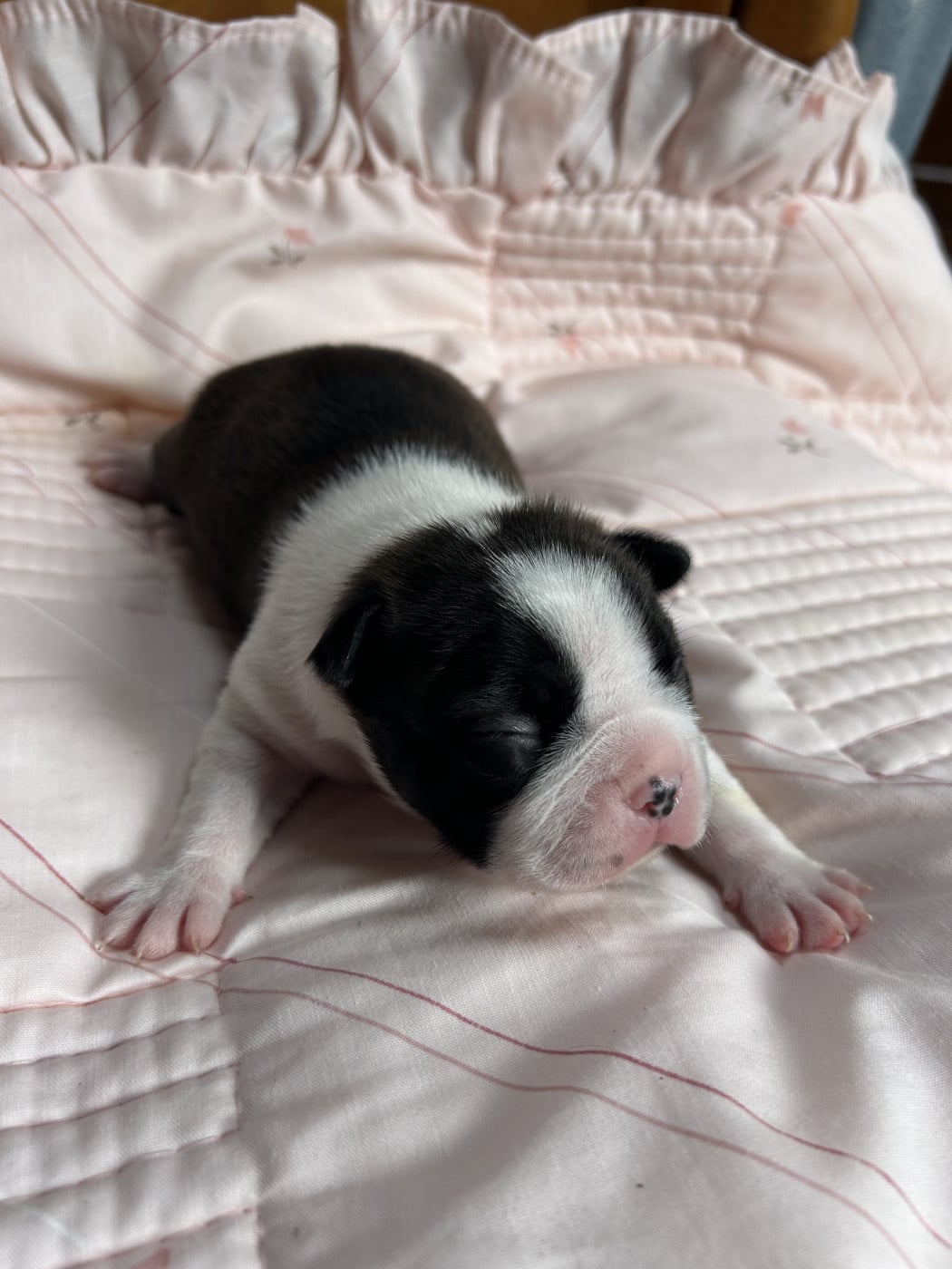 A DEFINIR - Boston Terrier