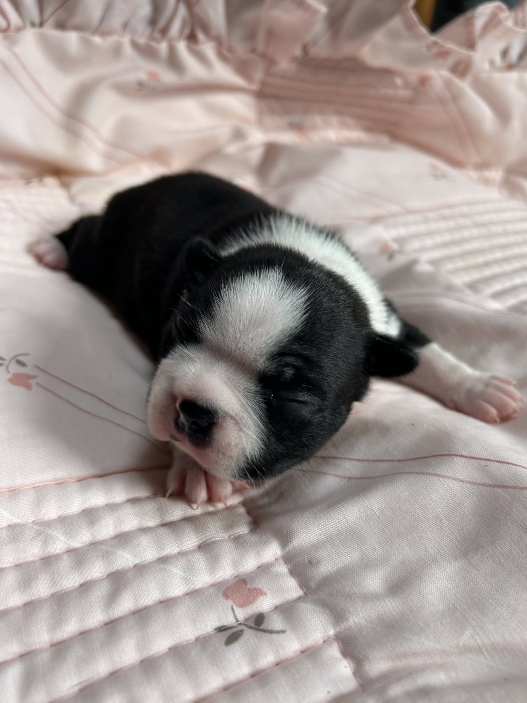 A DEFINIR - Boston Terrier
