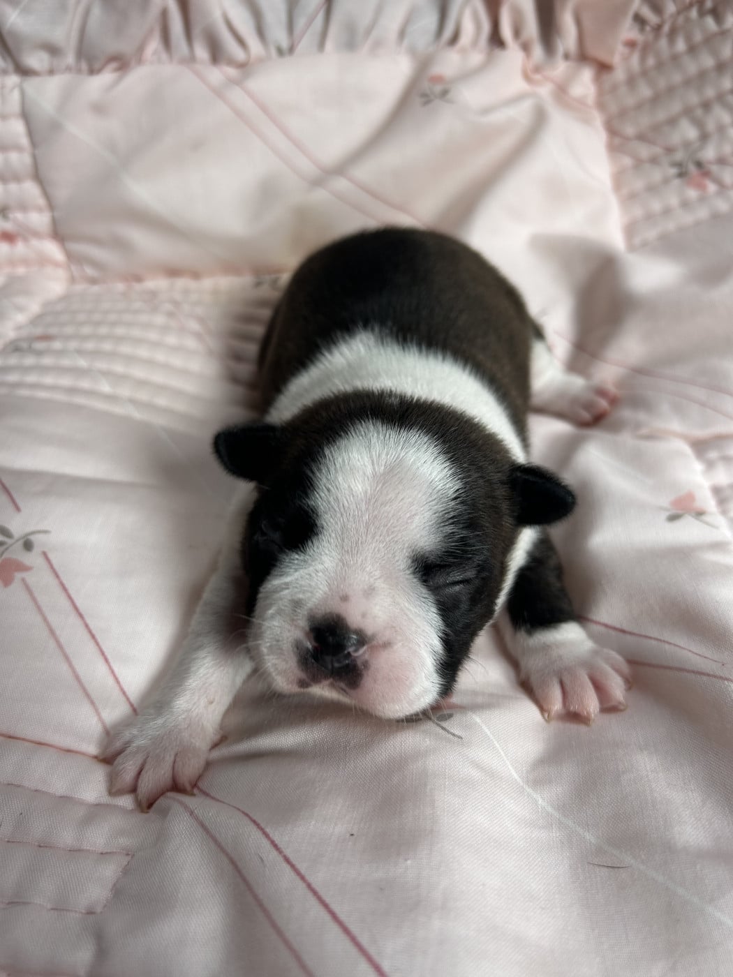 Chiot N°5 - Boston Terrier