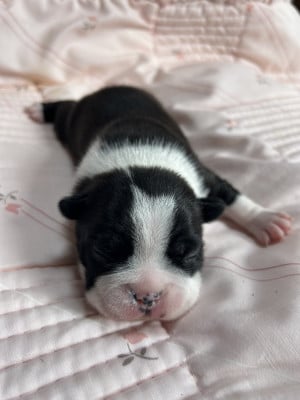 Boston Terrier