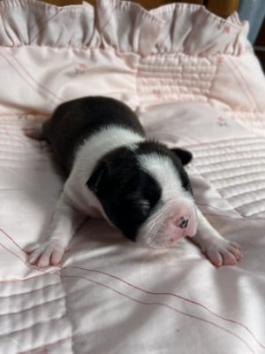A DEFINIR - Boston Terrier