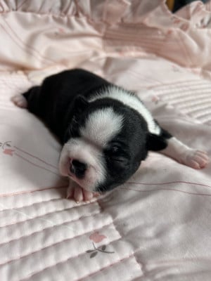 A DEFINIR - Boston Terrier