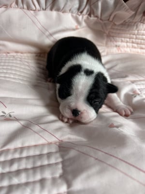 A DEFINIR - Boston Terrier