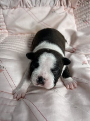 Chiot N°5 - Boston Terrier
