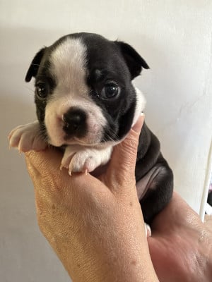 Les chiots de Boston Terrier