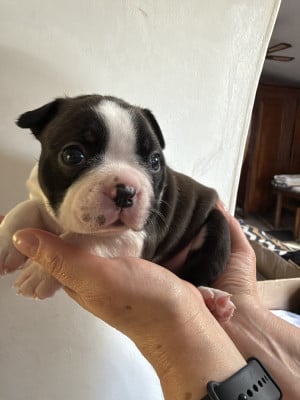 Les chiots de Boston Terrier