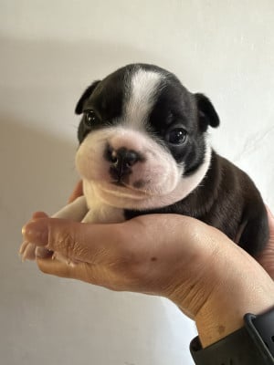 Les chiots de Boston Terrier