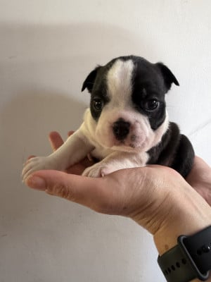 Les chiots de Boston Terrier