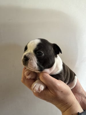 Les chiots de Boston Terrier