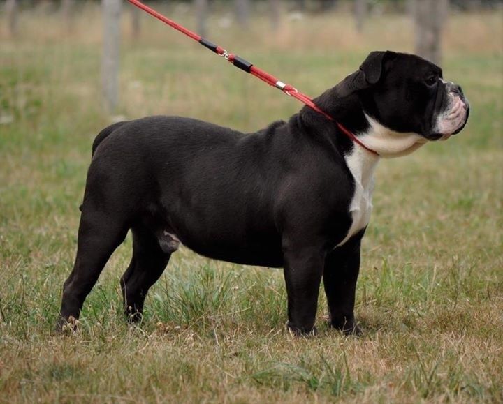 Publication : Opus Grande Auteur : Opus Grande