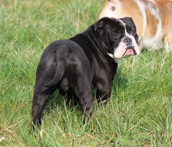 Publication : Opus Grande Auteur : Opus Grande