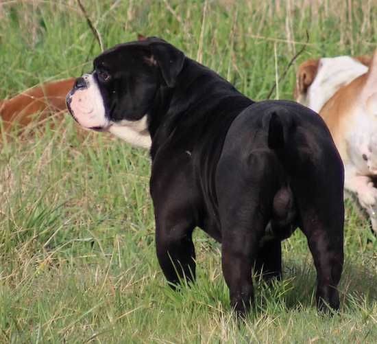 Publication : Opus Grande Auteur : Opus Grande