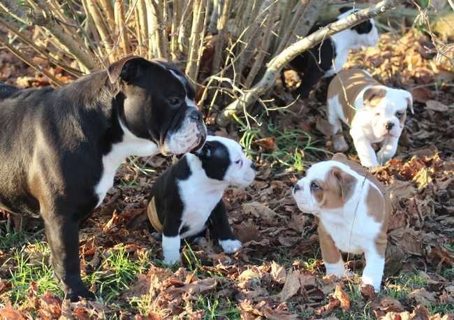 Publication : Opus Grande Auteur : Opus Grande