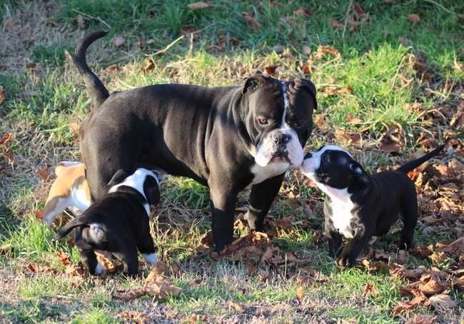 Publication : Opus Grande Auteur : Opus Grande