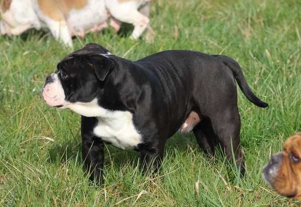 Publication : Opus Grande Auteur : Opus Grande