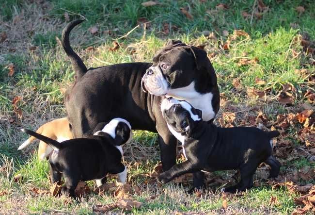 Publication : Opus Grande Auteur : Opus Grande