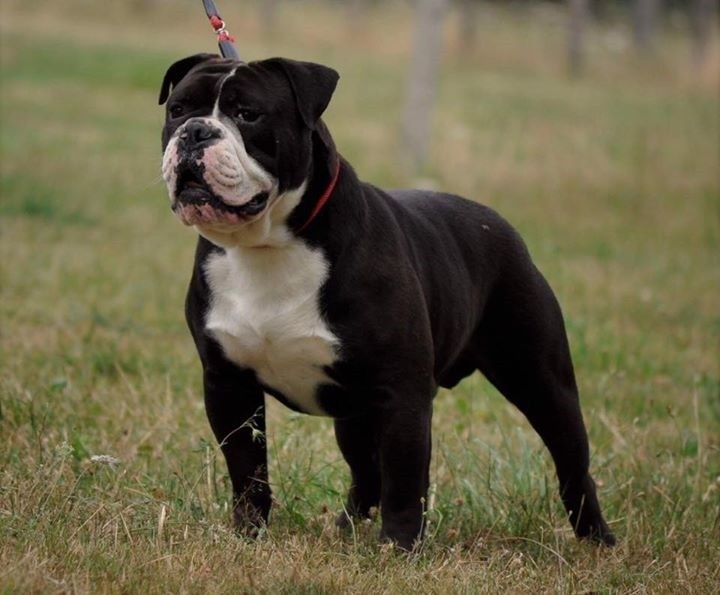 Publication : Opus Grande Auteur : Opus Grande