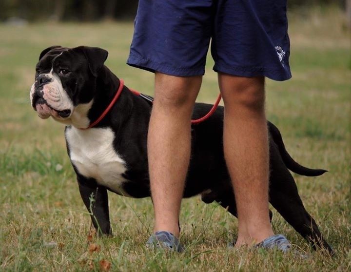 Publication : Opus Grande Auteur : Opus Grande