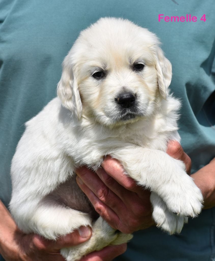 Chiot Golden Retriever Femelle 4 Opus Grande
