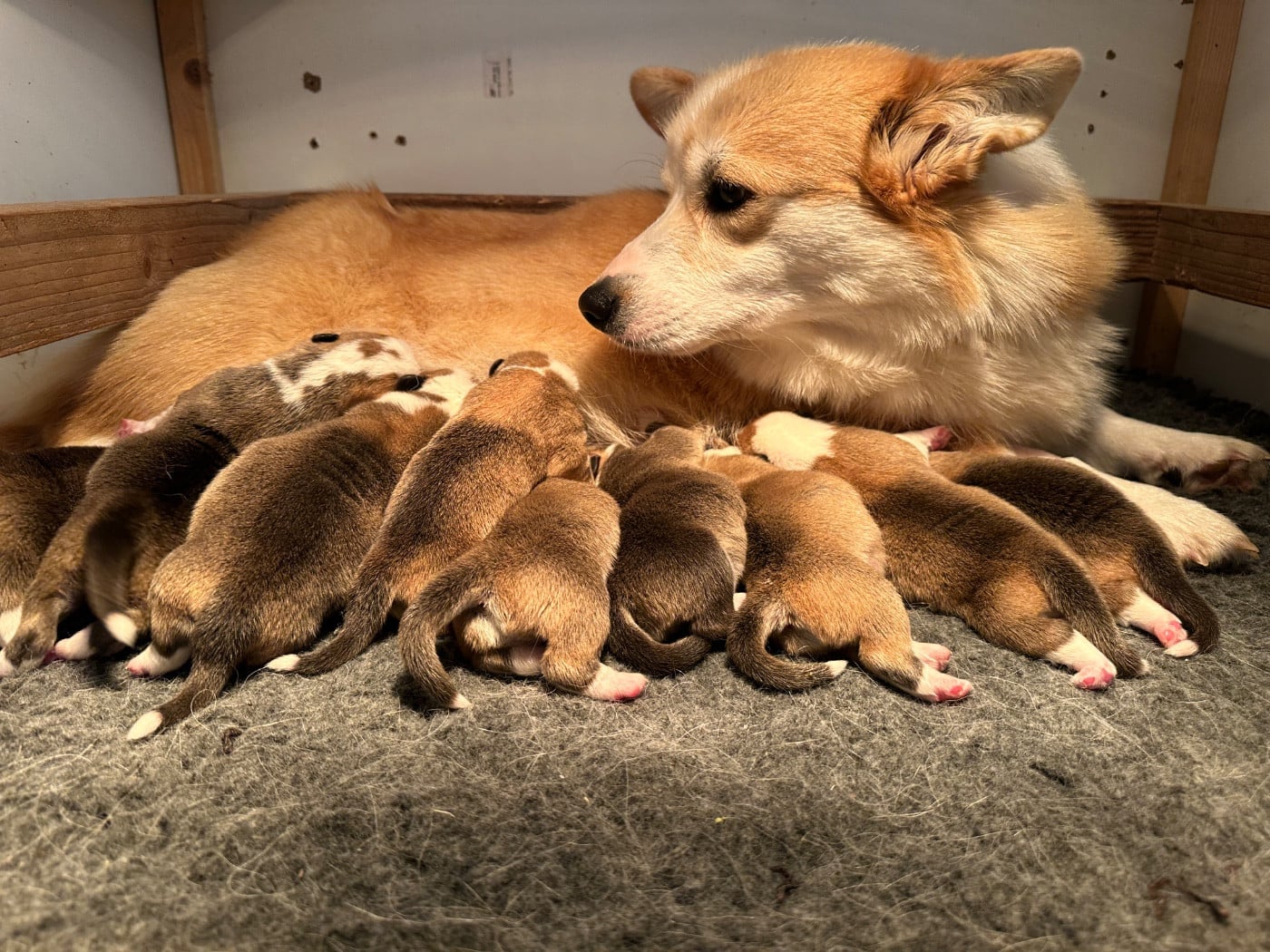 Welsh Corgi Pembroke - Opus Grande