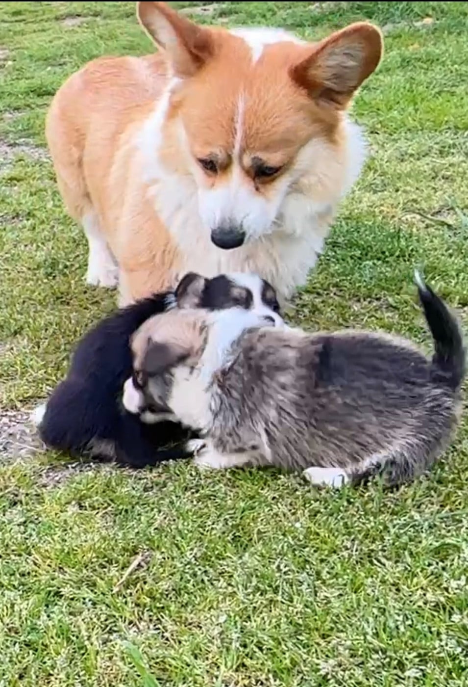 Welsh Corgi Pembroke - Opus Grande