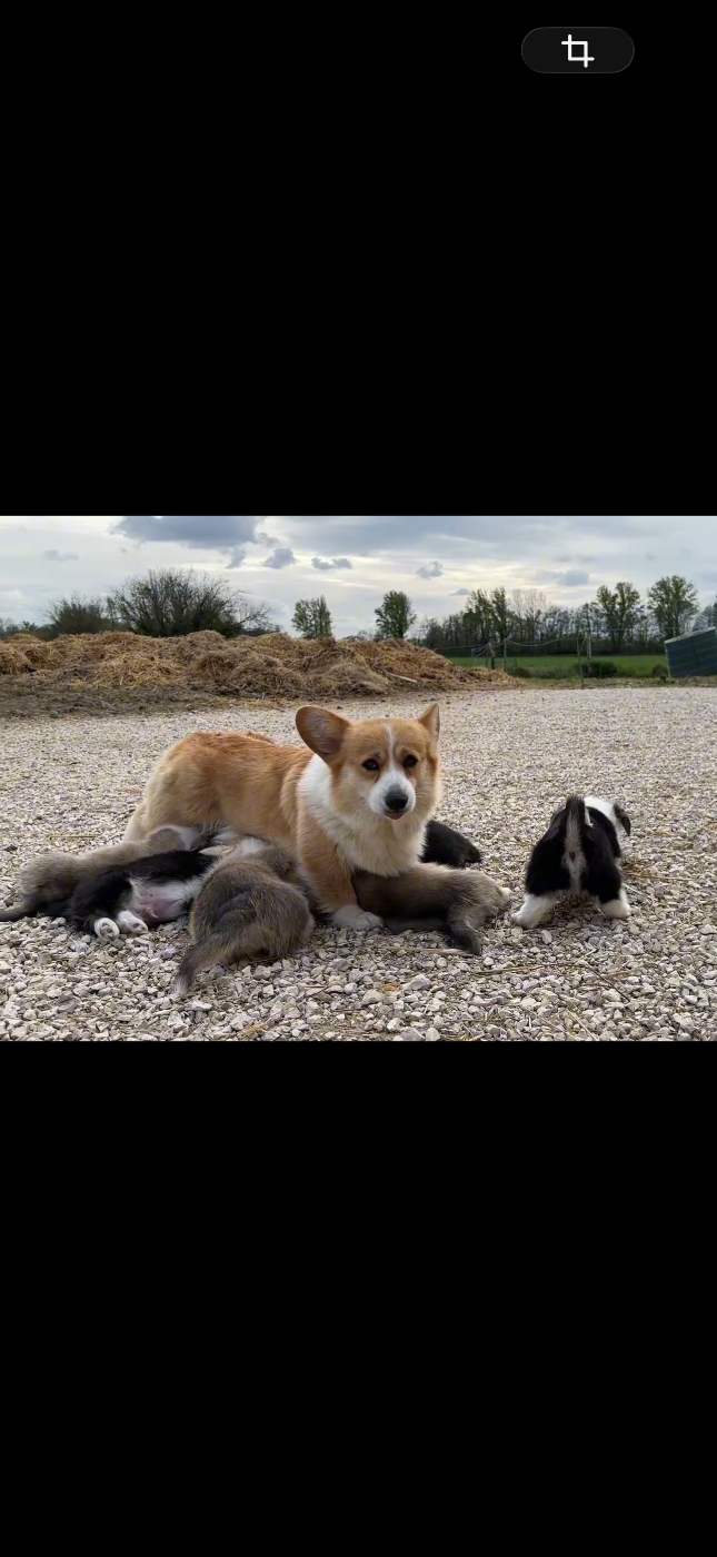 Welsh Corgi Pembroke - Opus Grande