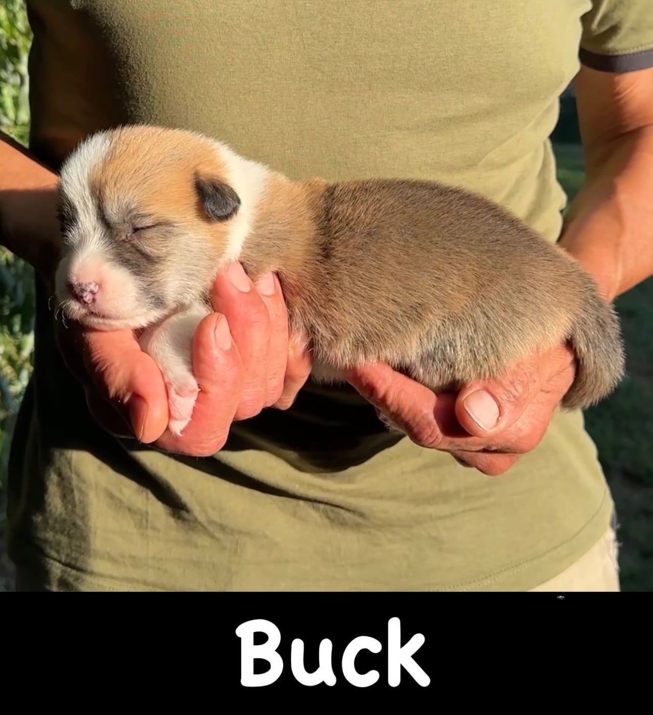 Welsh Corgi Pembroke - Opus Grande