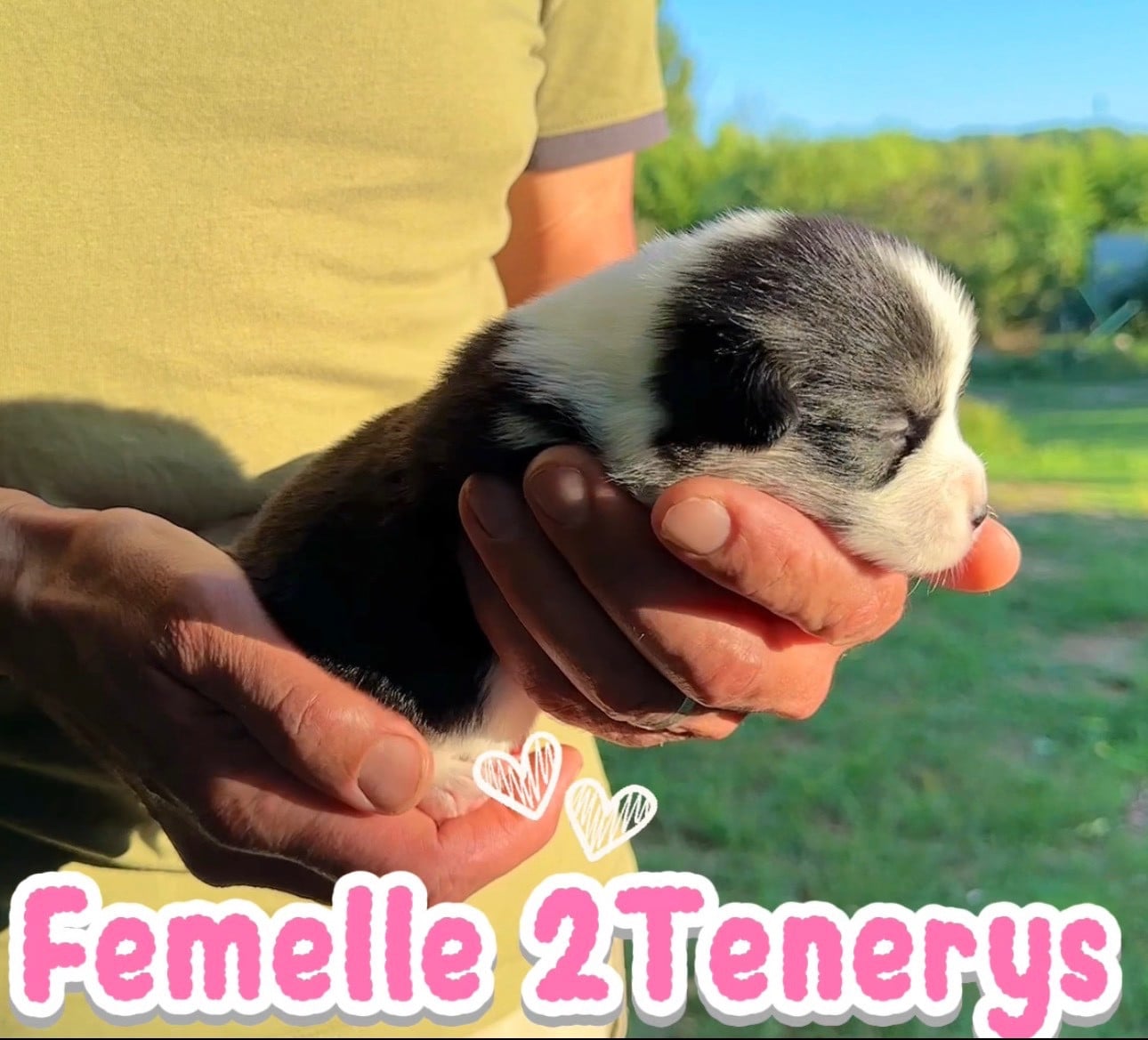 Chiot N°7 - Welsh Corgi Pembroke