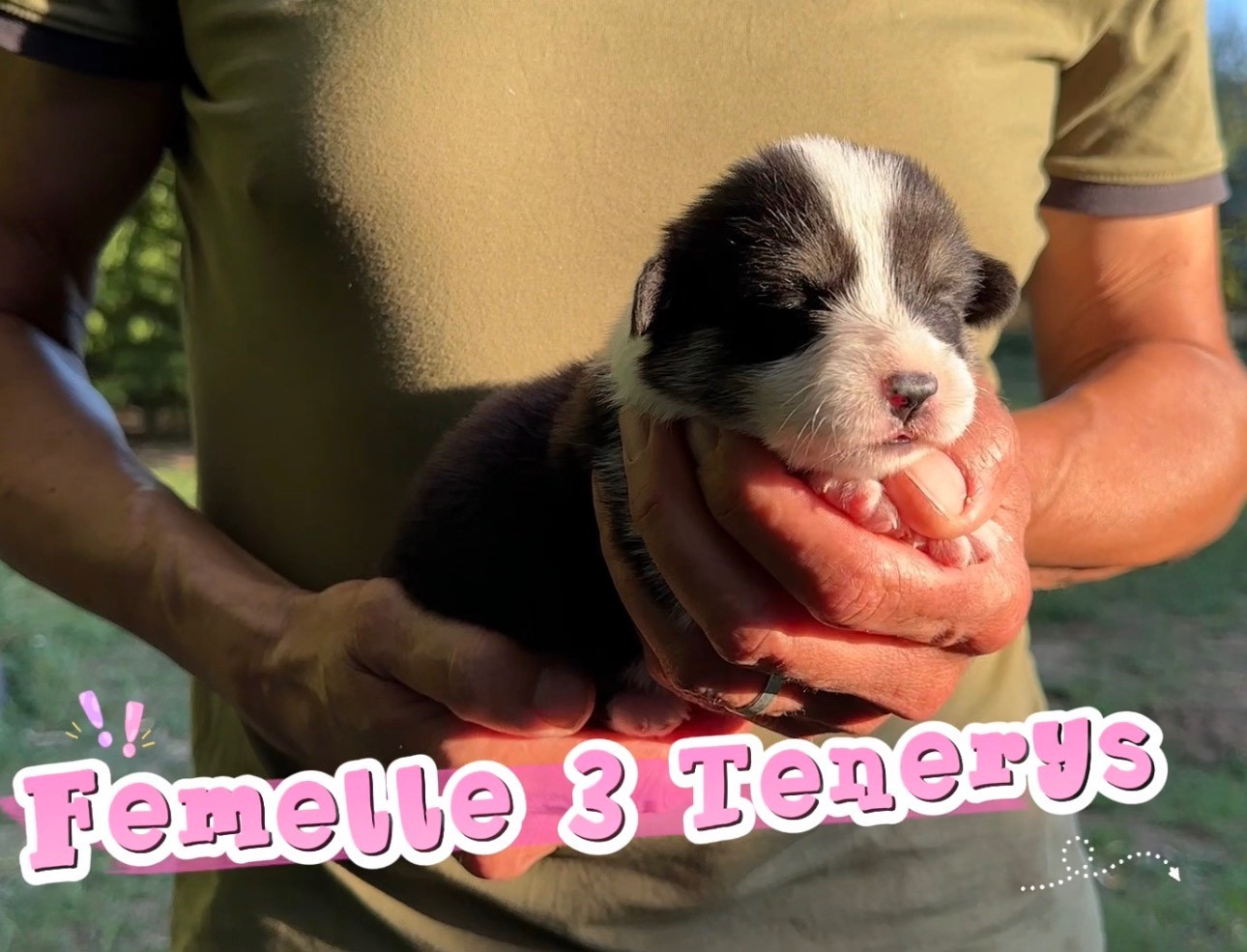 Chiot N°8 - Welsh Corgi Pembroke