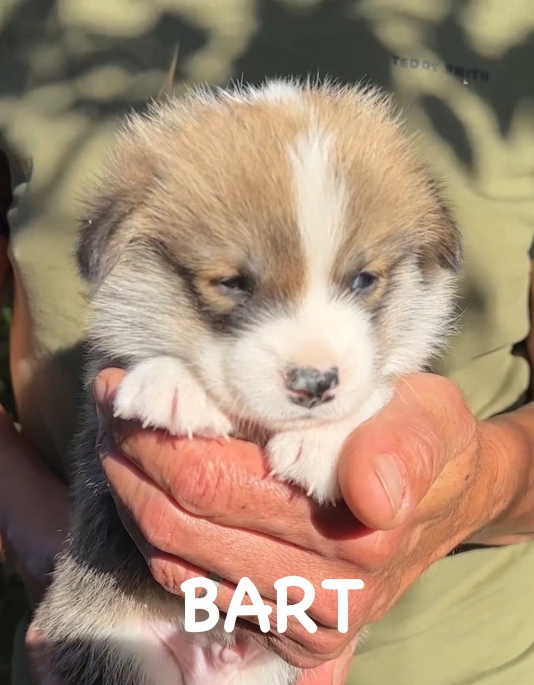 Welsh Corgi Pembroke - Opus Grande