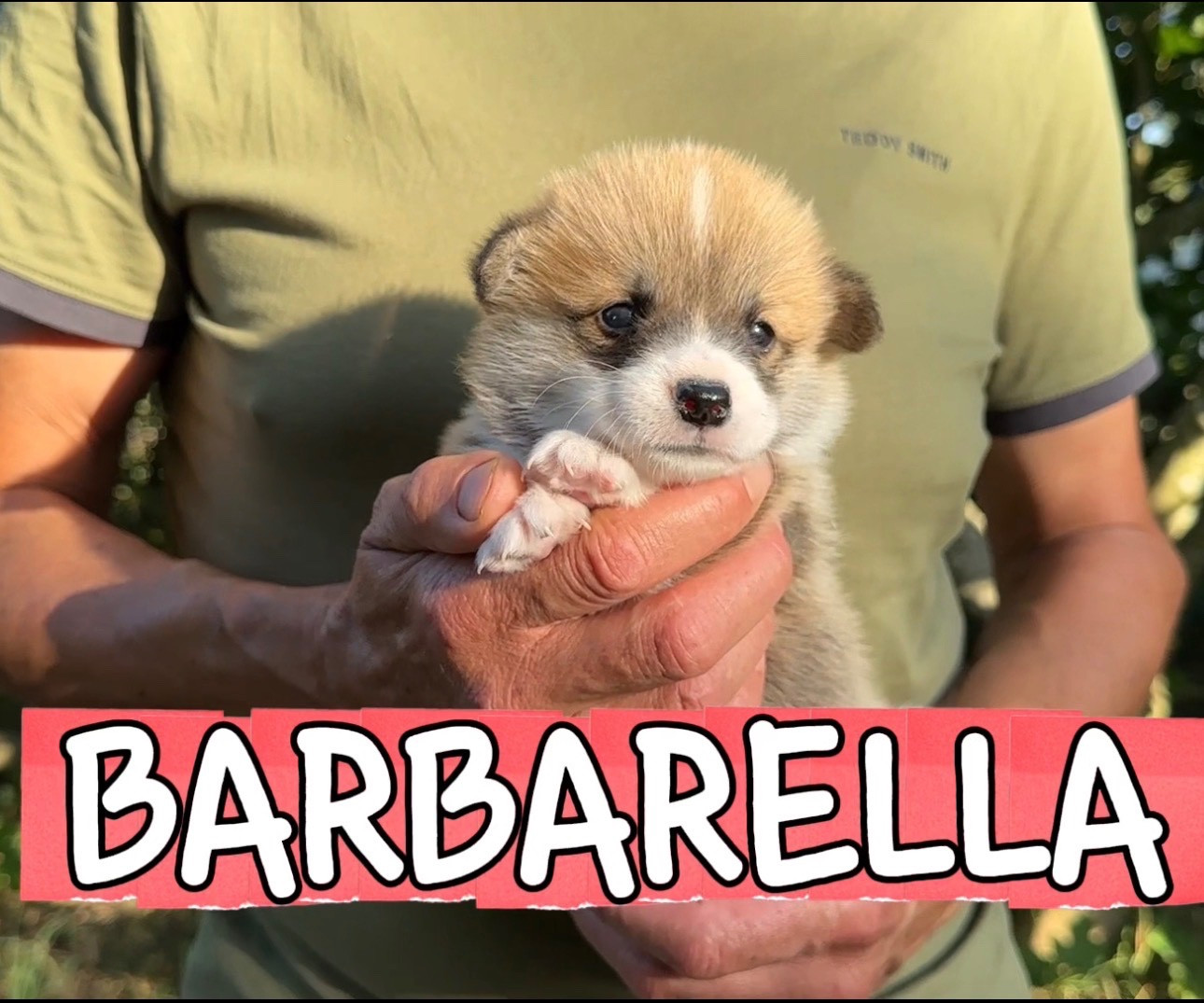 Chiot N°6 - Welsh Corgi Pembroke
